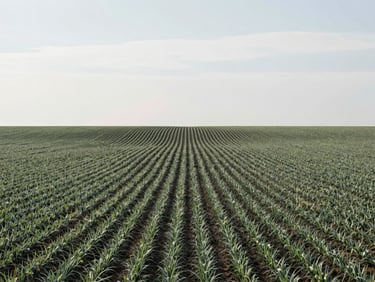 Precision agricultural landscape with structured crop rows under a soft diffused sky, cool natural daylight.