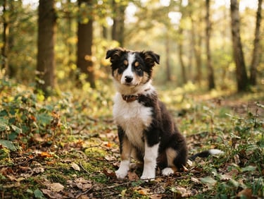 A young border collie puppy sitting calmly in a sunlit Dutch forest, soft golden hour light filtering through woodland trees, shallow depth of field, natural warm tones, 35mm photography