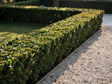 A perfectly trimmed boxwood hedge bordering a clean gravel path in a modern garden, warm afternoon sun casting soft shadows.