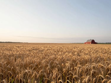 Wide environmental shot of a Minnesota wheat field at dawn, soft overcast light, expansive horizon with a distant red barn on the right third