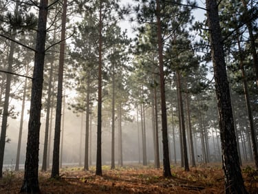 Managed timberland in the Upper Midwest with tall pine trees, early morning fog filtering through the branches, natural light.