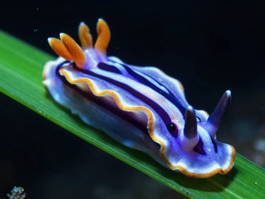 Extreme macro shot of a colorful nudibranch, Costasiella kuroshimae, resting on a bright green leaf blade, tiny black eyes visible, sharp focus
