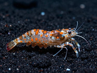 Macro shot of a rare Tiger Shrimp, Phyllognathia ceratophthalma, with intricate orange and brown spots on translucent body, over dark volcanic sand