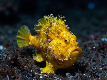Macro photograph of a bright yellow Hairy Frogfish camouflaged against dark debris, tiny lures visible, high-contrast strobe lighting, 35mm