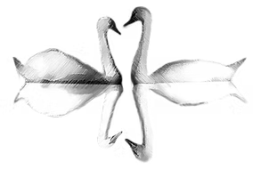 Irish Weddings in Italy - two swan logo