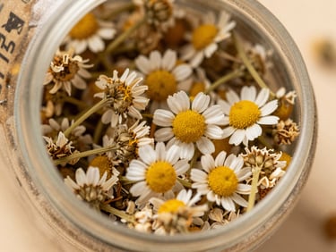 Extreme close-up overhead shot of loose dried chamomile flowers in a small open kraft container on a neutral warm surface, bright studio daylight, no shadows