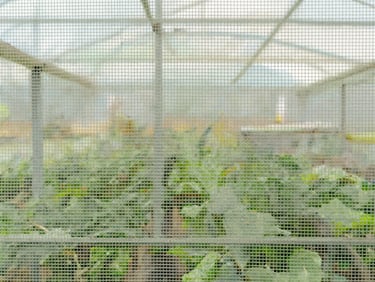 Macro shot of high-density micro-mesh insect screen, crisp details of the tiny uniform grid, diffused natural light