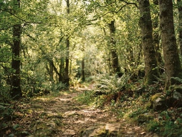 Dappled golden sunlight filtering through a canopy of soft green forest leaves, unhurried tranquil atmosphere, 35mm film