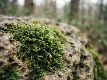 Soft-focus close-up of green moss growing on a warm grey stone, diffused overcast forest light, shallow depth of field, 35mm film