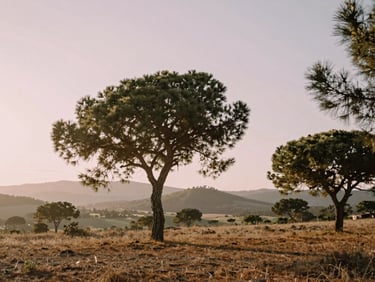 Serene landscape of the Var region, soft morning sun filtering through pine trees, distant hills, peaceful atmosphere, warm editorial photography