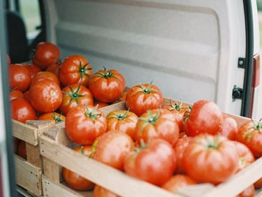 Close-up of fresh crates of local organic tomatoes being loaded into a delivery van, warm overcast daylight.