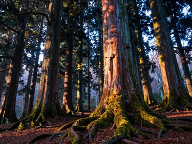 Misty cedar forests of Yakushima with moss-covered roots and ancient trees under filtered morning light, wide environmental shot