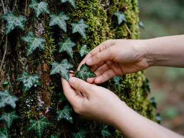 Close-up of hands gently clearing invasive English ivy from a damp mossy cedar trunk, soft overcast light