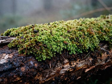 Close-up of damp soil and vibrant green moss on a fallen log, soft morning mist