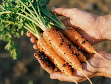 Close-up of freshly picked organic carrots with green tops, held by hands covered in rich dark soil, warm golden-hour California sunlight, 35mm film.