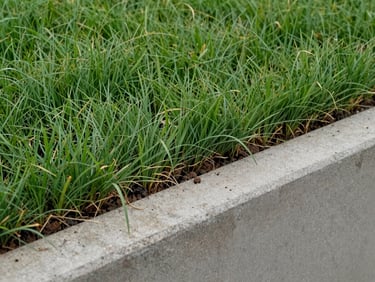 Close-up of freshly cut sod edge meeting a concrete border, overcast daylight, fine grass blade detail visible, grading precision evident at the joint, no people