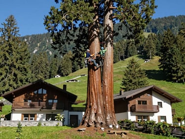 Wide shot of a professional arborist climbing a massive sequoia tree near a modern Swiss villa, Rolle