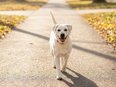 A happy dog being walked on a leafy neighborhood path, warm golden hour daylight, cheerful clean tones.