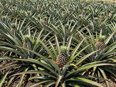 Rows of spiky pineapple plants with ripe fruit, commercial agriculture photography, bright direct sunlight