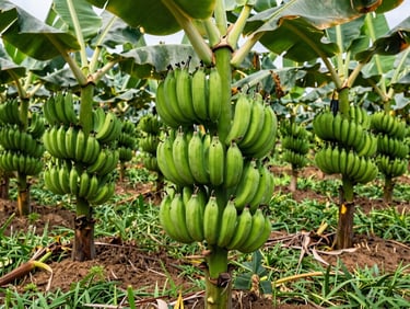 Bunches of green bananas and plantains hanging from trees in a well-maintained plantation, commercial agriculture photography