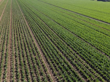 Drone view of a newly developed farm plot with irrigation channels and emerging green crops, under bright direct sunlight. Wide-angle lens, 35mm, commercial agriculture photography.