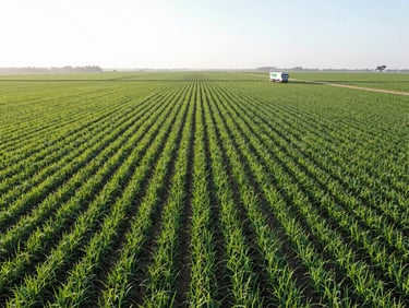 Drone shot of perfectly organized crop fields, vibrant green rows, a Biovera truck visible in the distance, morning light