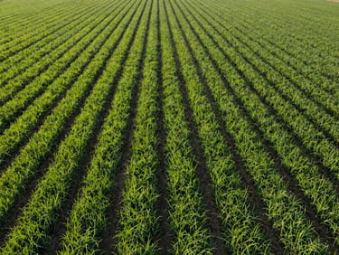 Wide-angle drone shot of perfectly aligned, lush green crop fields in Egypt, bright morning sun, sharp focus