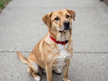 Authentic pet portrait of a medium-sized caramel-colored dog with white chest, wearing a red collar, sitting on a sidewalk, natural outdoor daylight, hopeful and clear