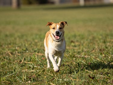 A healthy energetic dog running in a grassy park, bright natural afternoon light, clear focus on the dog's joyful expression