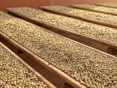 Coffee beans drying under the sun on elevated wooden African beds, neat rows of green coffee beans, soft golden hour light.