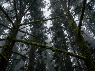 Overcast misty spruce forest canopy from below, deep green mossy branches, low-light moody atmosphere, panoramic 21:9 framing.