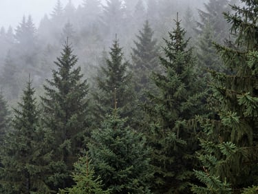 Dense, misty spruce forest canopy shrouded in morning fog, low-light deep forest shade