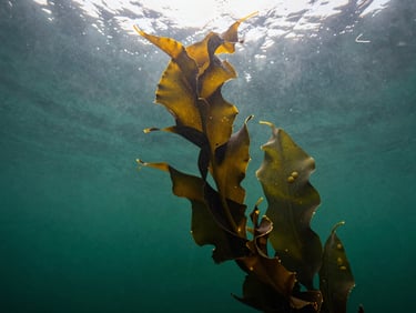 Underwater view of giant kelp fronds reaching up through deep emerald water towards a misty, overcast surface, low-contrast natural lighting
