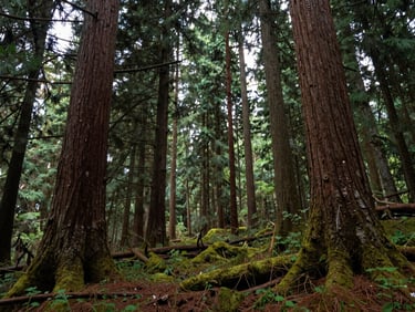 Deep forest interior with towering ancient spruce trees, damp moss carpet floor, soft diffused light filtering through dense canopy.