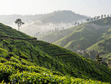 Wide environmental shot of the scenic Nilgiris hills surrounding Ooty, soft morning mist, lush green tea plantations, bright editorial photography, 35mm