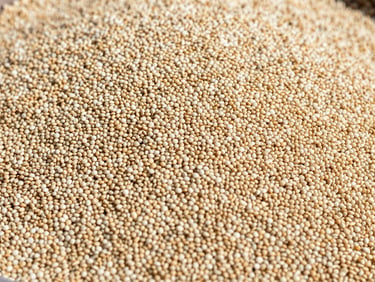 Close-up wide shot of white quinoa grain in bulk at a Bolivian sorting facility, flat natural daylight illuminating seed texture and color uniformity, no people