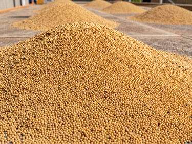 Close-up wide shot of harvested soybeans piled in bulk at a Bolivian processing facility, flat natural daylight, grain texture sharp and visible, no people