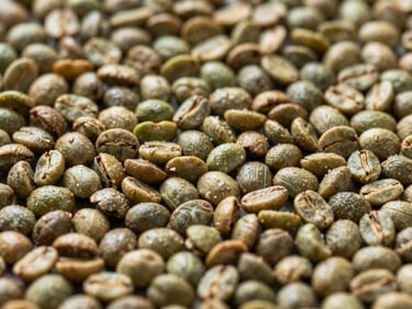 Close-up of green coffee beans spread flat on a sorting surface under natural daylight, Indonesian origin, moisture visible on bean surface, tight macro framing showing bean texture and uniformity