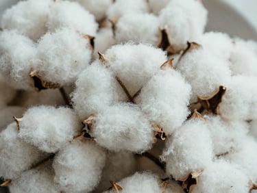 Extreme close-up of raw unbleached cotton fibers, organic texture, soft overcast daylight, medium format film.