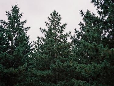 Moody atmospheric overhead shot of deep forest pine trees under a heavy overcast sky, matte finish, 35mm film style