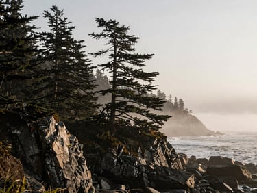 A misty rugged coastline with towering cedar trees, low contrast dawn light