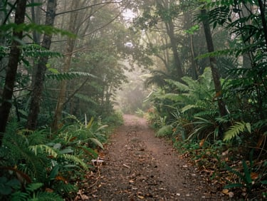 A quiet walking trail through a dense green forest with morning light filtering through the trees, soft mist