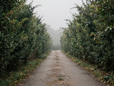An empty narrow paved path winding through tall green hedges, soft overcast daylight, cinematic depth of field