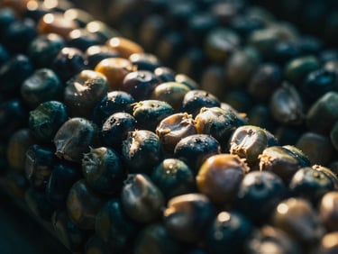 Extreme macro shot of dried corn kernels, rich texture, dramatic low-angle sunlight, cinematic editorial photography.