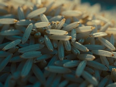 Pristine close-up of long-grain Basmati rice, golden hour light, deep emerald and navy tones, cinematic editorial photography.