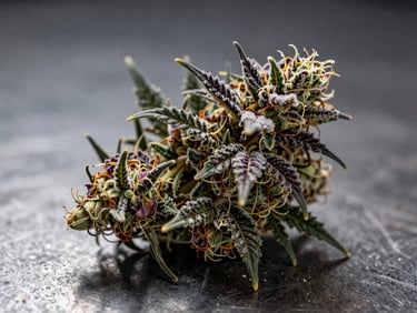 Macro shot of deep purple and green cannabis bud with frosty trichomes on a dark metal sheet, high-contrast shadows