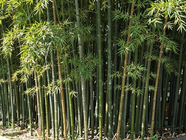 Crisp architectural-style shot of mature Bambusa balcooa bamboo stands, showcasing thick green culms and vibrant foliage under bright daylight