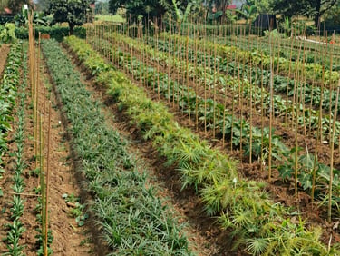 Wide environmental photograph of an organized agroforestry farm in India, showing neat rows of young bamboo interspersed with low-lying agricultural crops