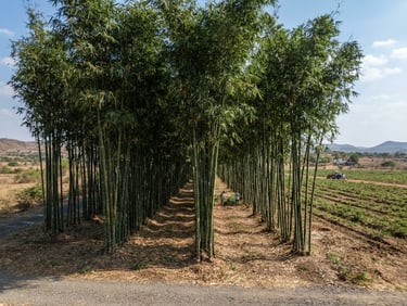 Wide environmental shot of a managed bamboo plantation in Gujarat, bright daylight, clean rows of high-yield Bambusa balcooa, architectural depth
