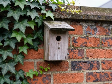 A rustic wooden bird box mounted on an old red brick garden wall, climbing ivy framing the box, soft overcast daylight.